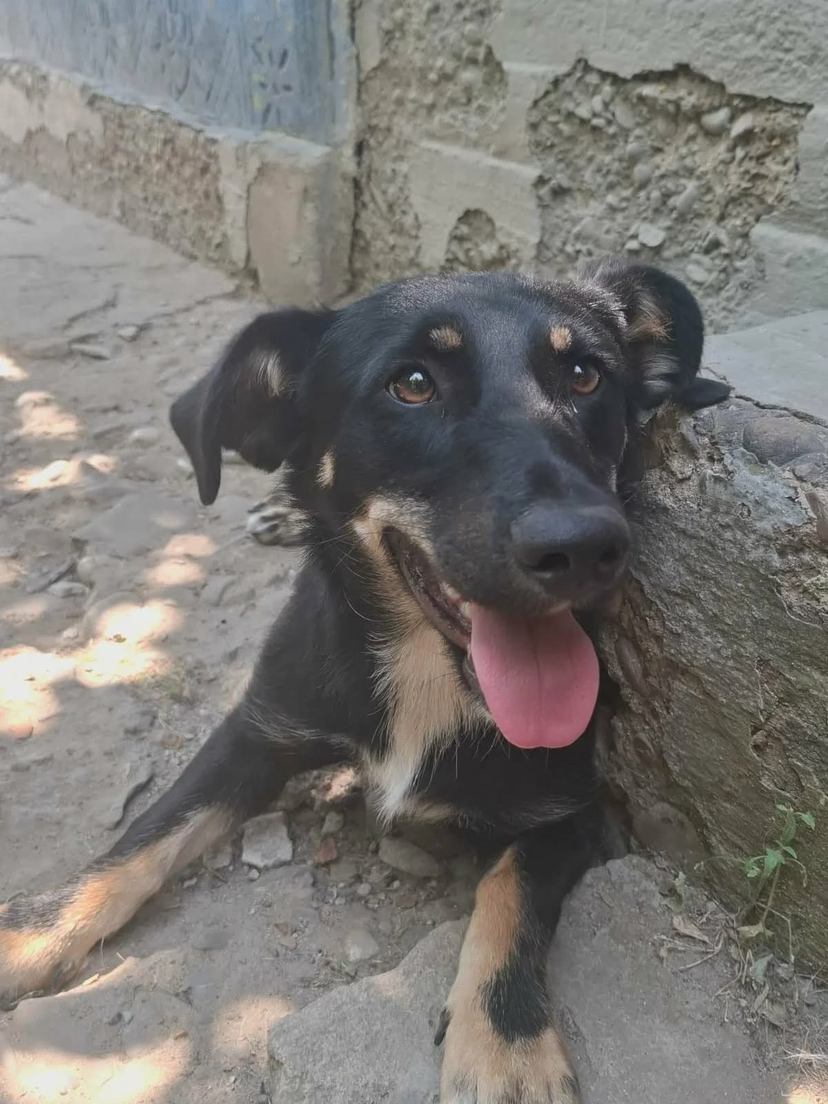 Jarah, female young Mixed Breed for adoption at Tierschutzverein Labus Family e.V.