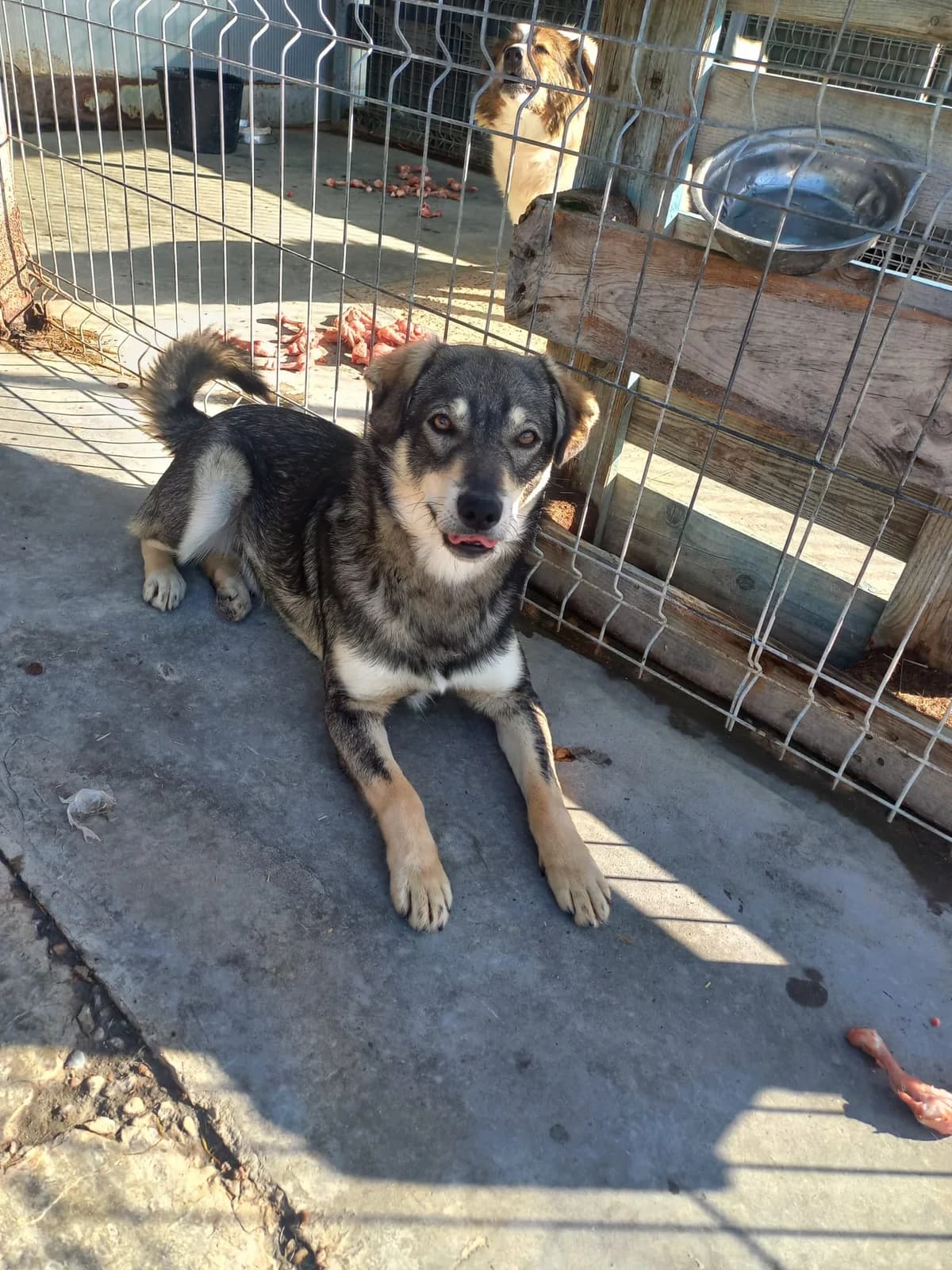 Jaron, male young Mixed Breed for adoption at Tierschutzverein Labus Family e.V.