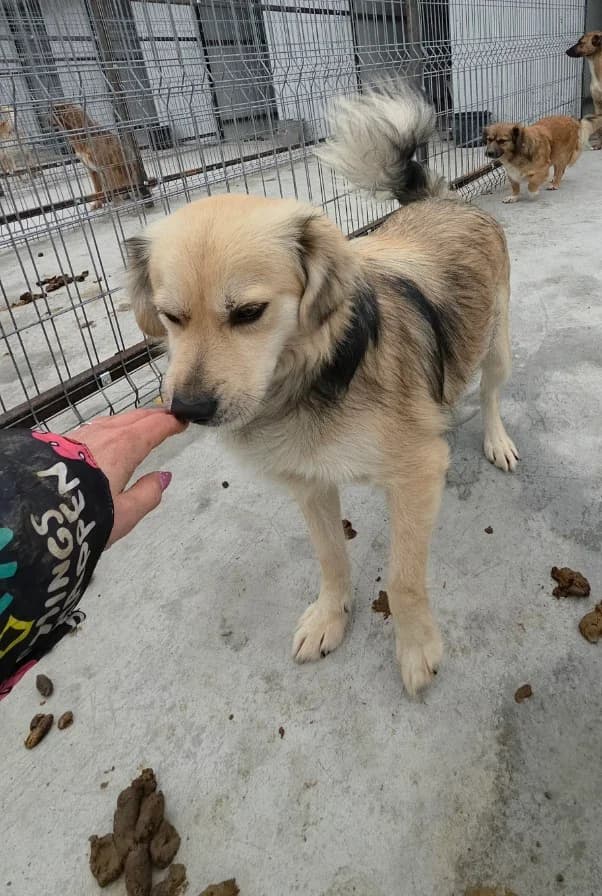 Jason, male 3yo Mixed Breed for adoption at Tierschutzverein Labus Family e.V.