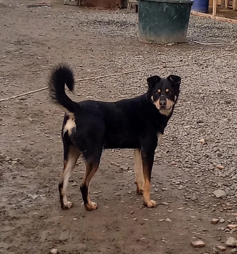 Jax, male 3yo Mixed Breed for adoption at Tierschutzverein Labus Family e.V.
