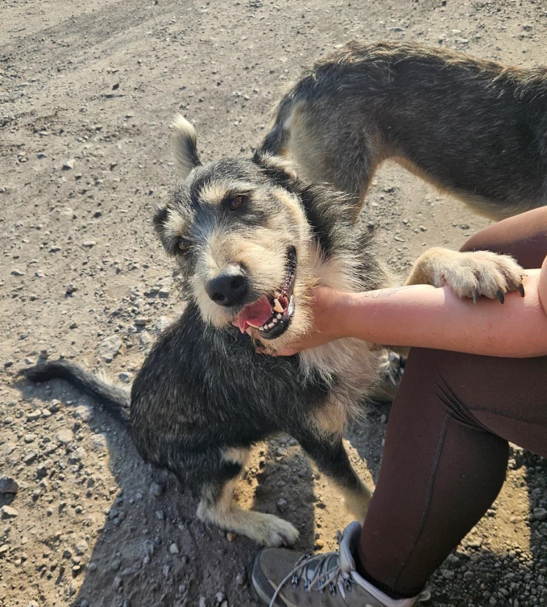 Jessie, female young Mixed Breed for adoption at Tierschutzverein Labus Family e.V.