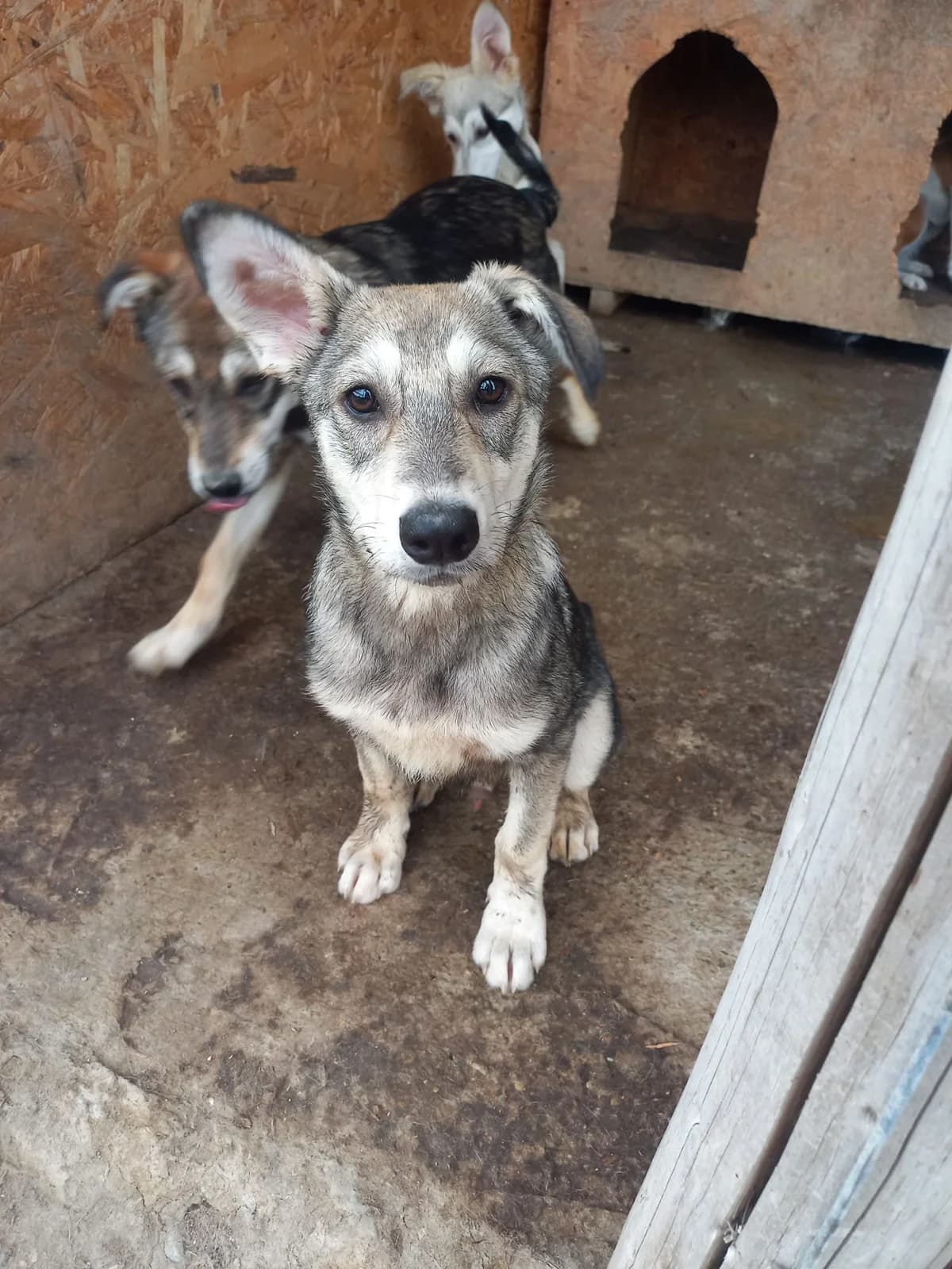 Jimmy, male puppy Husky for adoption at Tierschutzverein Labus Family e.V.