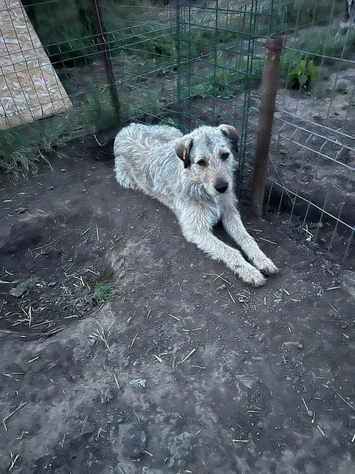 Jimy, male young Mixed Breed for adoption at Tierschutzverein Labus Family e.V.