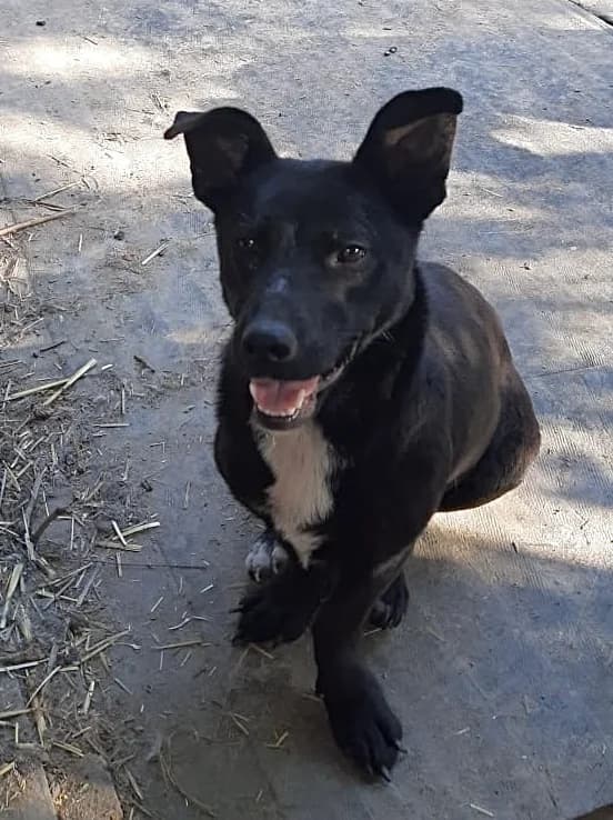 Jojo, female 3yo Mixed Breed for adoption at Tierschutzverein Labus Family e.V.