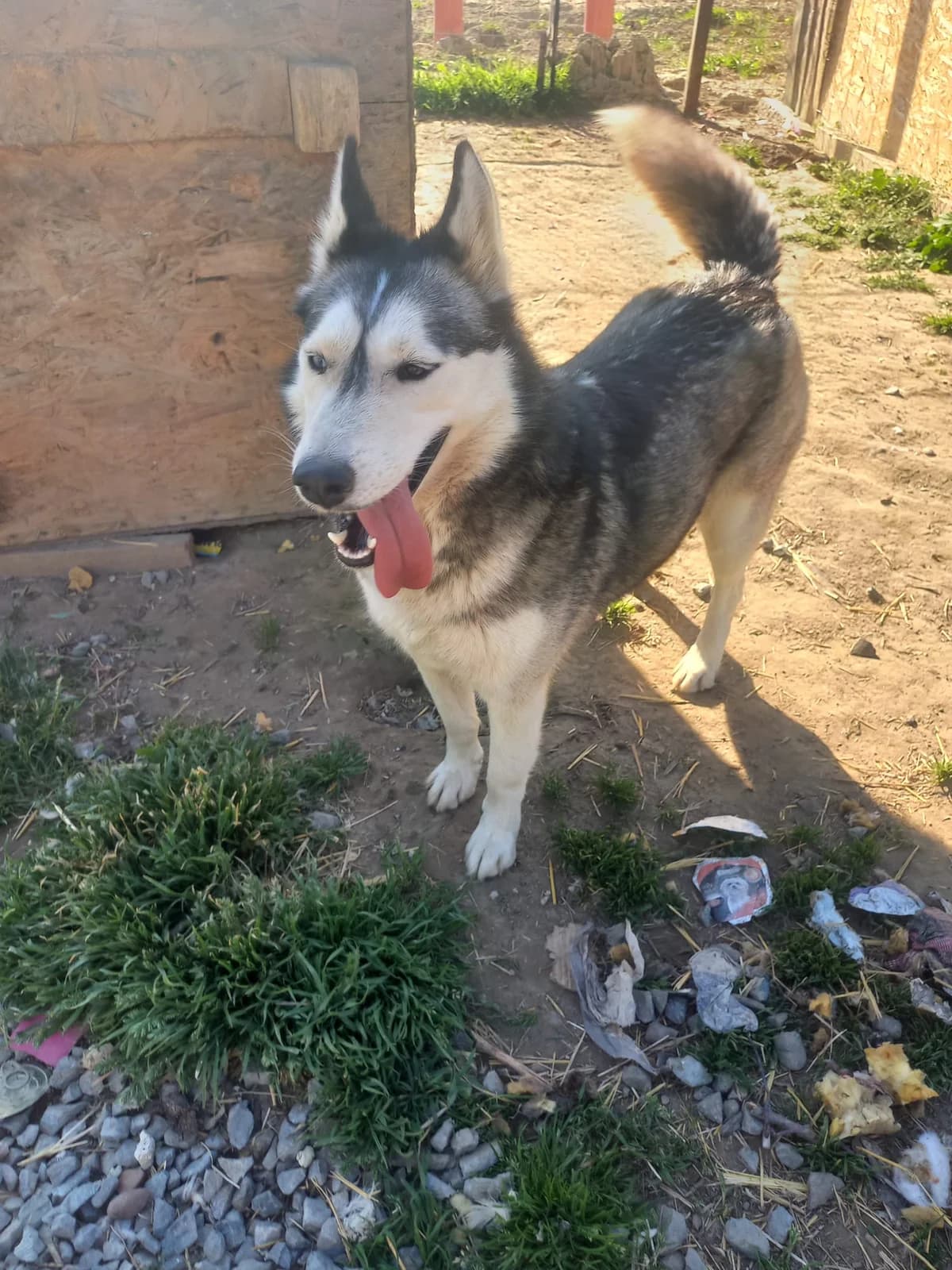 Jolie, female 5yo Husky for adoption at Tierschutzverein Labus Family e.V.