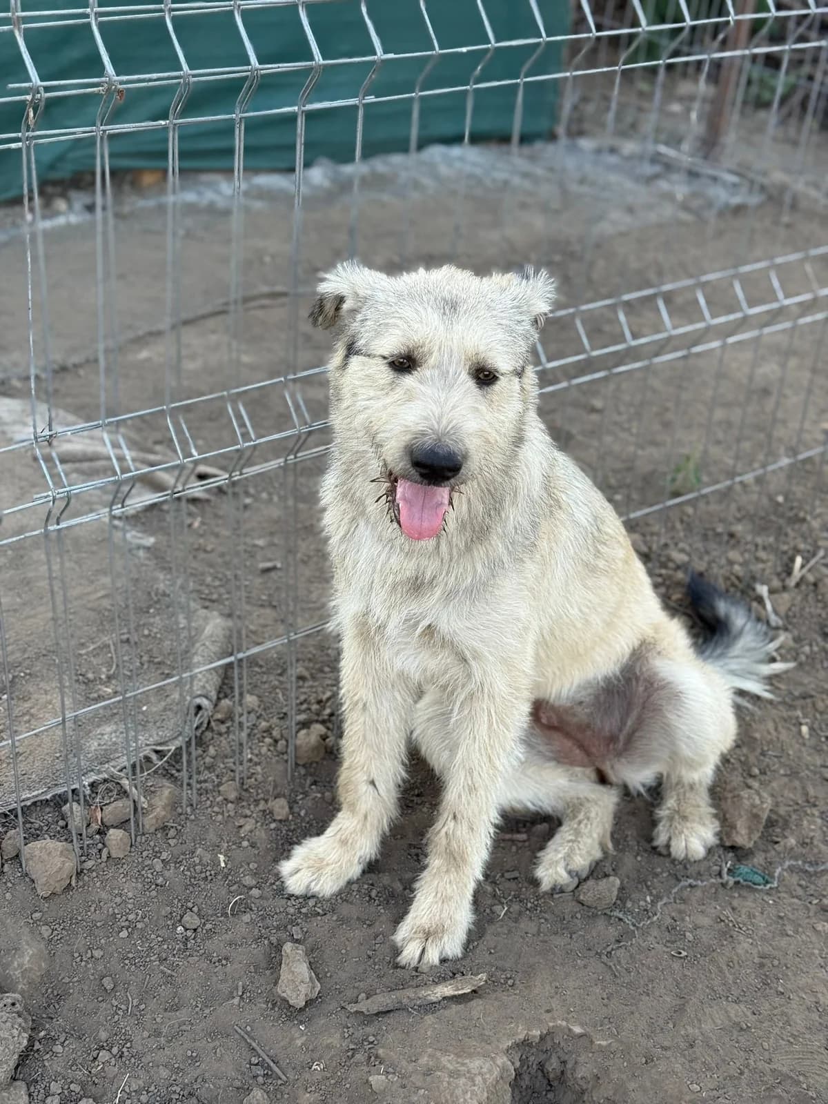 Joly, female young Mixed Breed for adoption at Tierschutzverein Labus Family e.V.