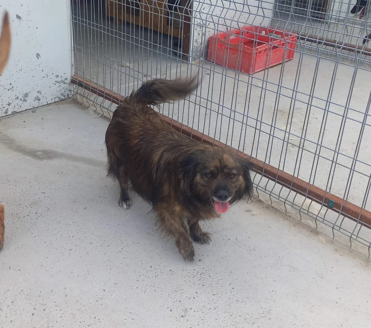 Juky, female 3yo Mixed Breed for adoption at Tierschutzverein Labus Family e.V.