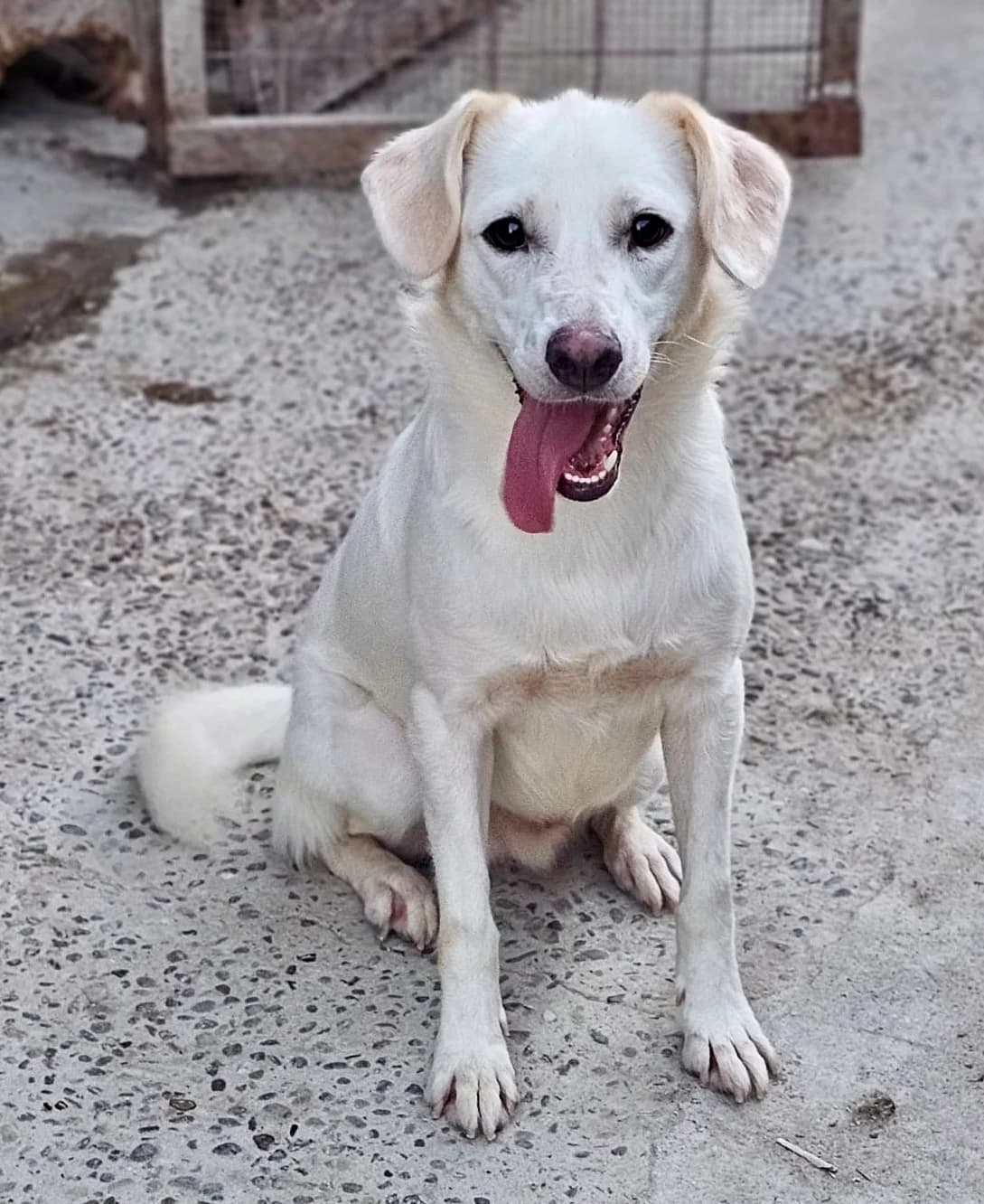 Juri, male 4yo Mixed Breed for adoption at Tierschutzverein Labus Family e.V.