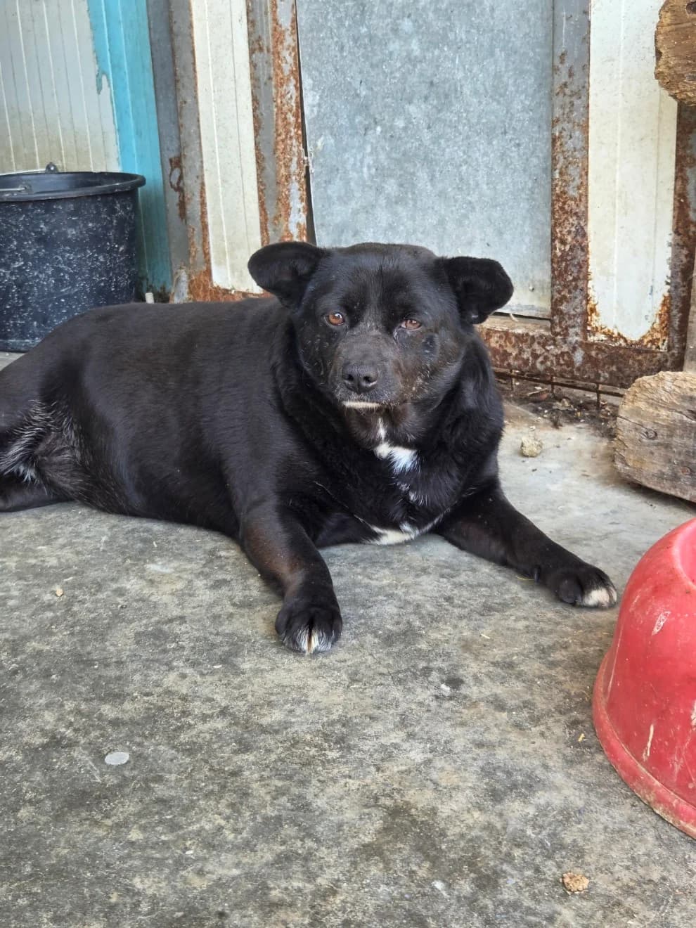 Kamilla, female 3yo Mixed Breed for adoption at Tierschutzverein Labus Family e.V.