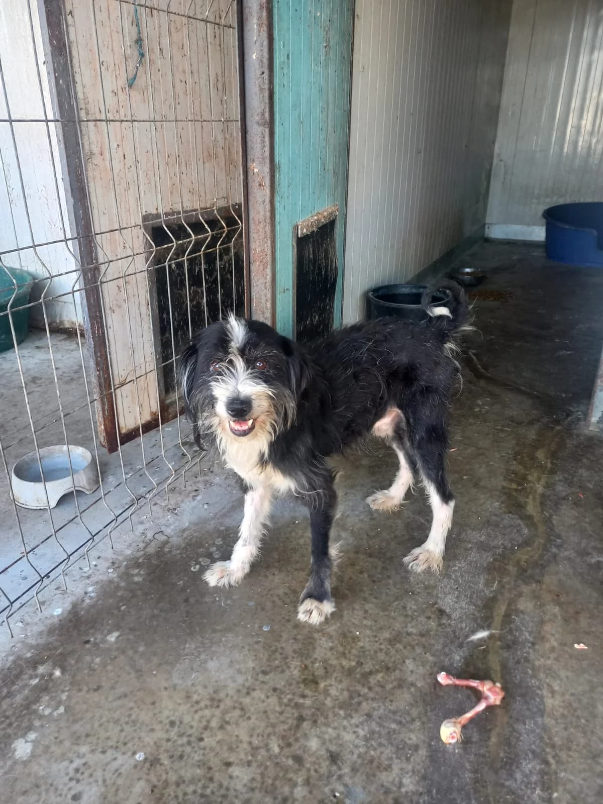Kasimir, male senior Mixed Breed for adoption at Tierschutzverein Labus Family e.V.
