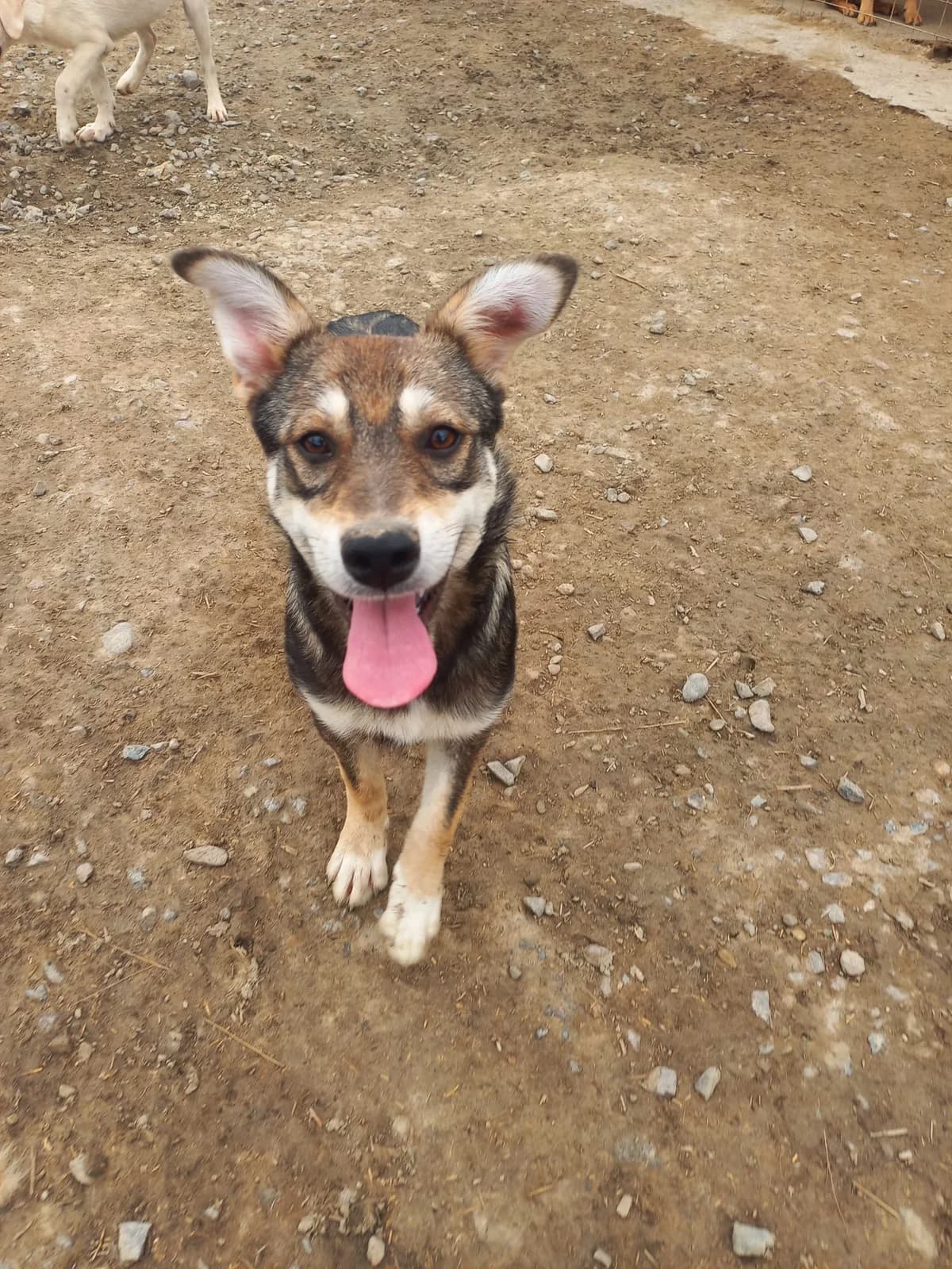 Keiko, female puppy Husky for adoption at Tierschutzverein Labus Family e.V.