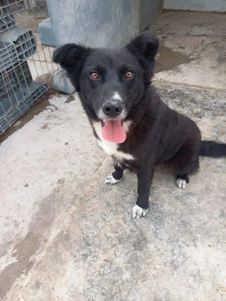Kenai, male 3yo Mixed Breed for adoption at Tierschutzverein Labus Family e.V.