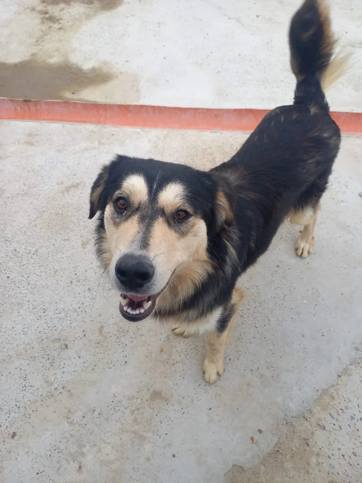Kilian, male young Mixed Breed for adoption at Tierschutzverein Labus Family e.V.
