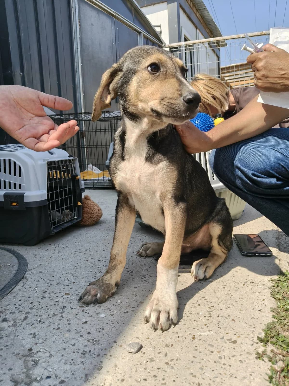 Kimi, male puppy Mixed Breed for adoption at Tierschutzverein Labus Family e.V.