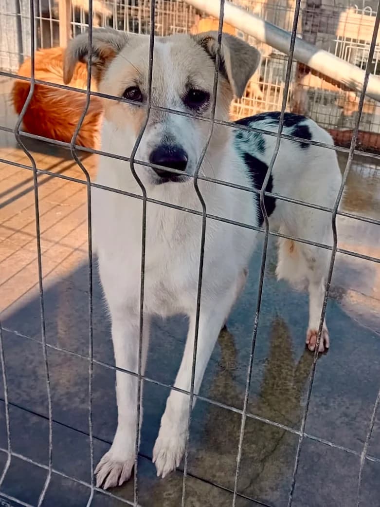Kira, female 3yo Mixed Breed for adoption at Tierschutzverein Labus Family e.V.