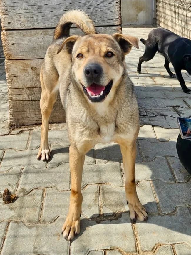 Kiwi, male 5yo Mixed Breed for adoption at Tierschutzverein Labus Family e.V.
