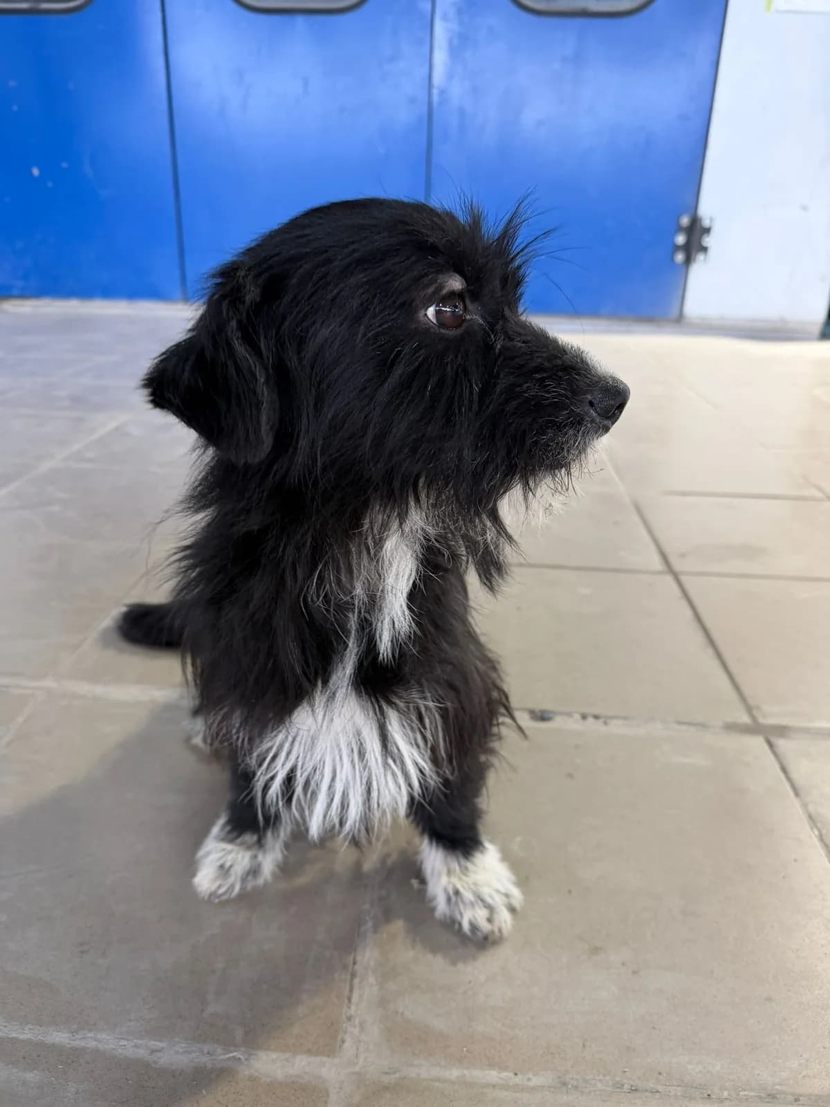 König Ozelott, male young Mixed Breed for adoption at Tierschutzverein Labus Family e.V.