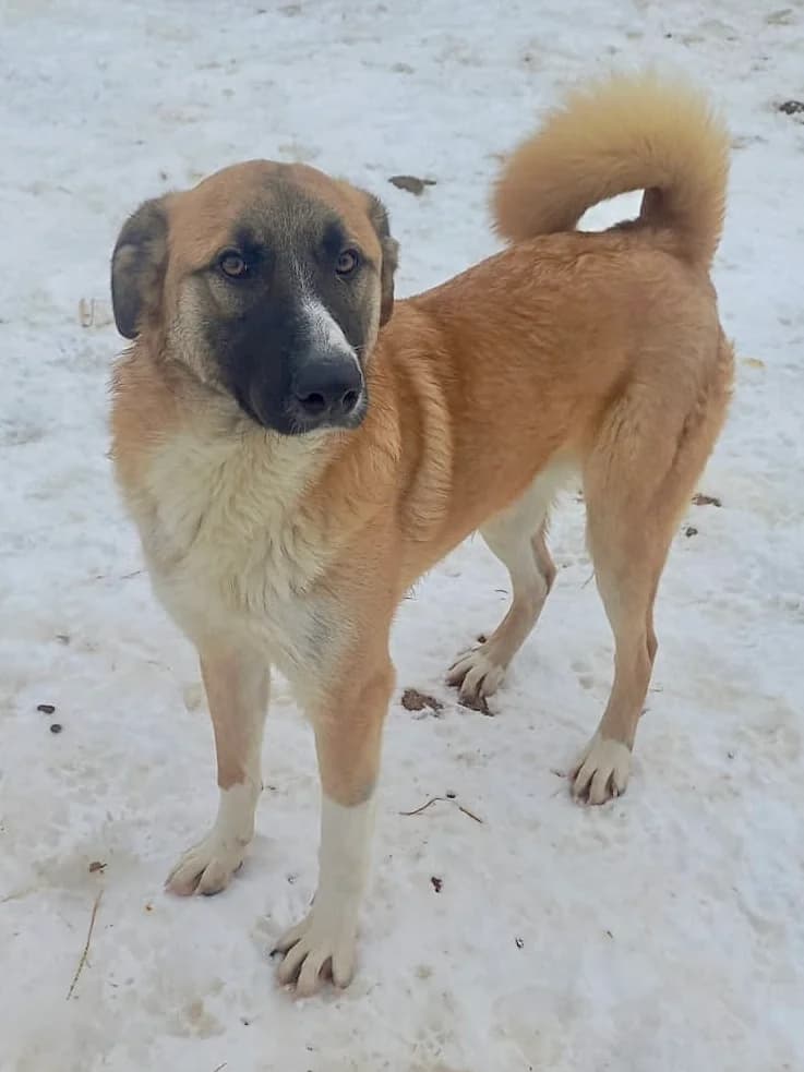 Kolin, male 4yo Mixed Breed for adoption at Tierschutzverein Labus Family e.V.