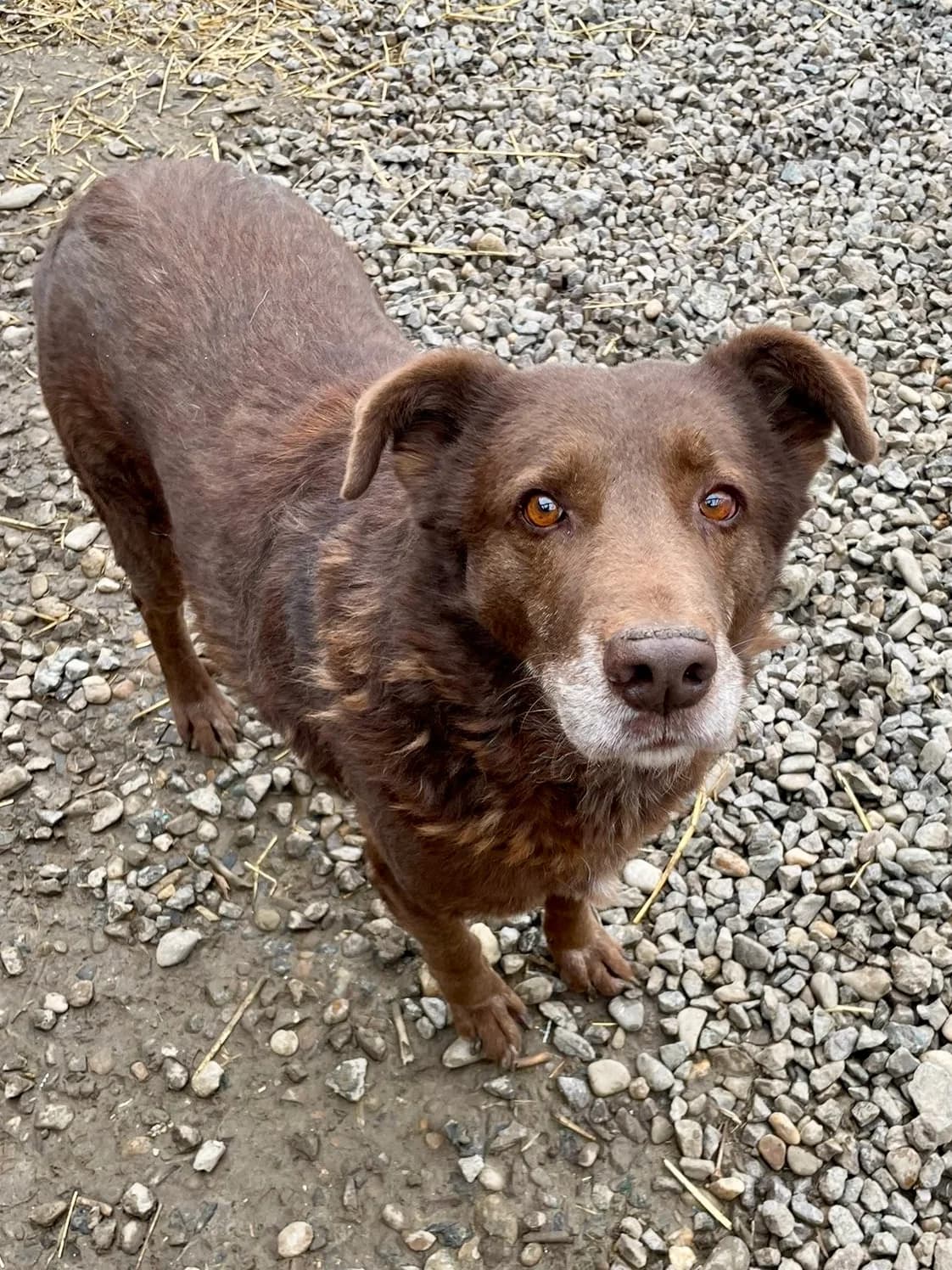 Kuno, male 7yo Mixed Breed for adoption at Tierschutzverein Labus Family e.V.