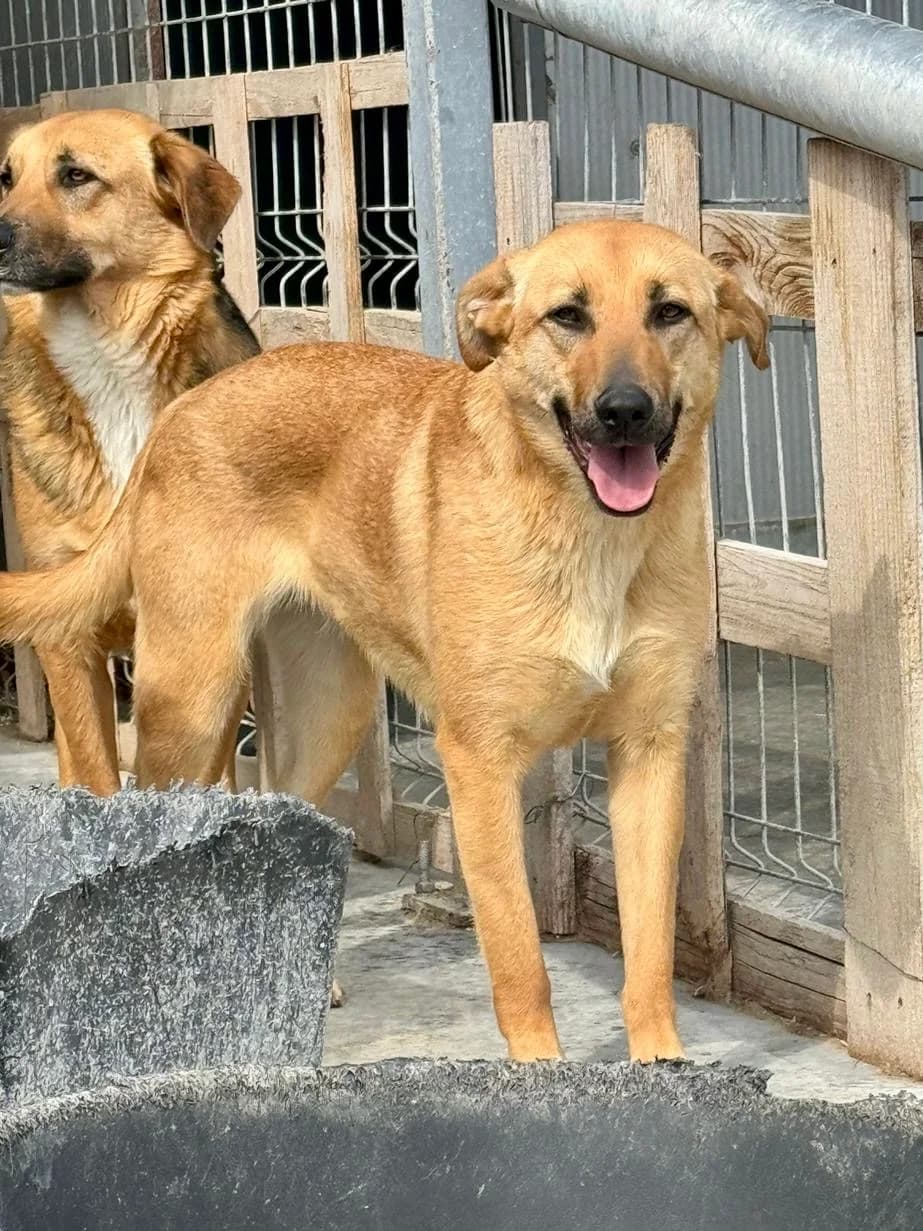 Lea, female 4yo Mixed Breed for adoption at Tierschutzverein Labus Family e.V.