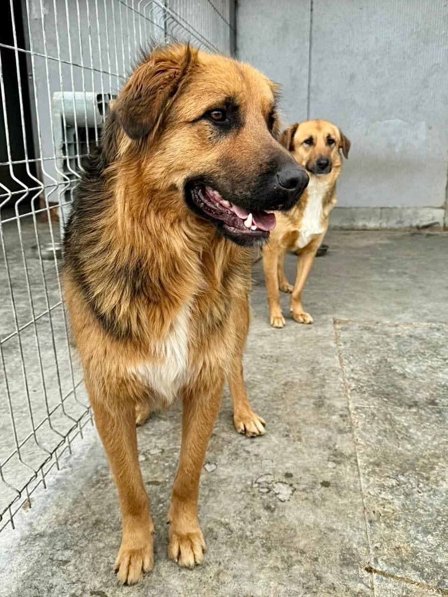 Leander, male 4yo Mixed Breed for adoption at Tierschutzverein Labus Family e.V.