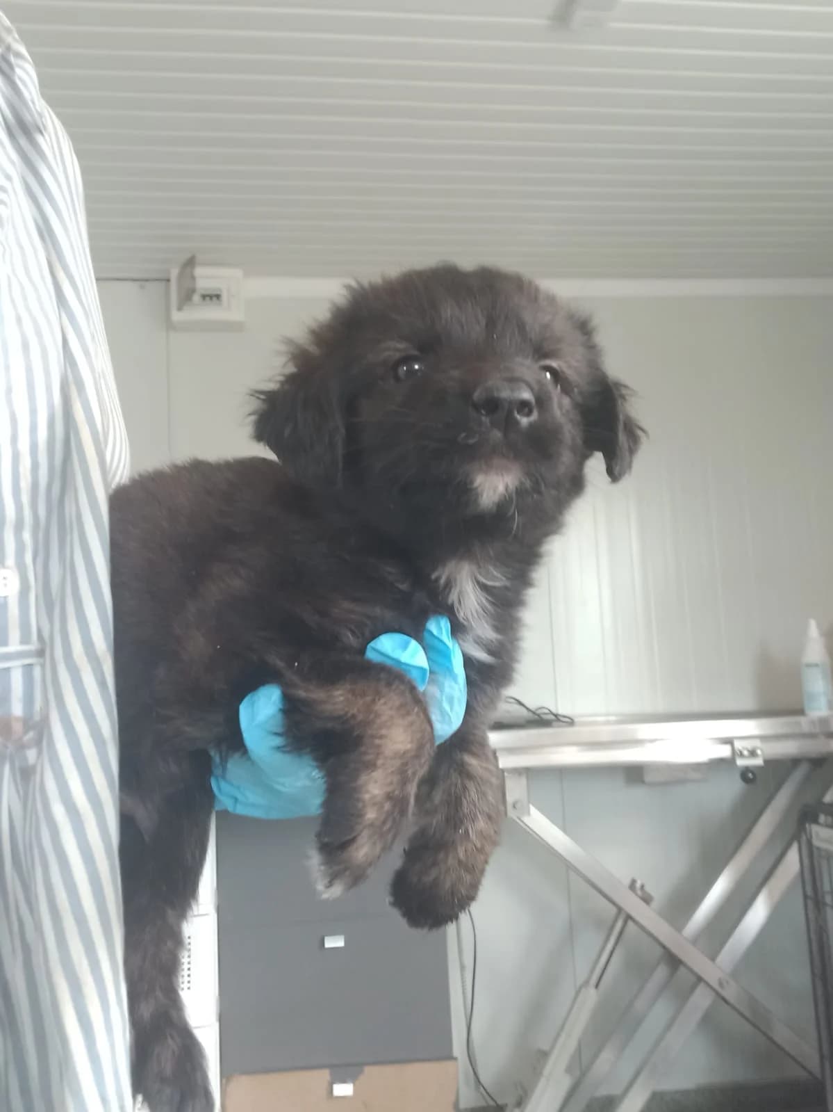 Leif, male puppy Mixed Breed for adoption at Tierschutzverein Labus Family e.V.