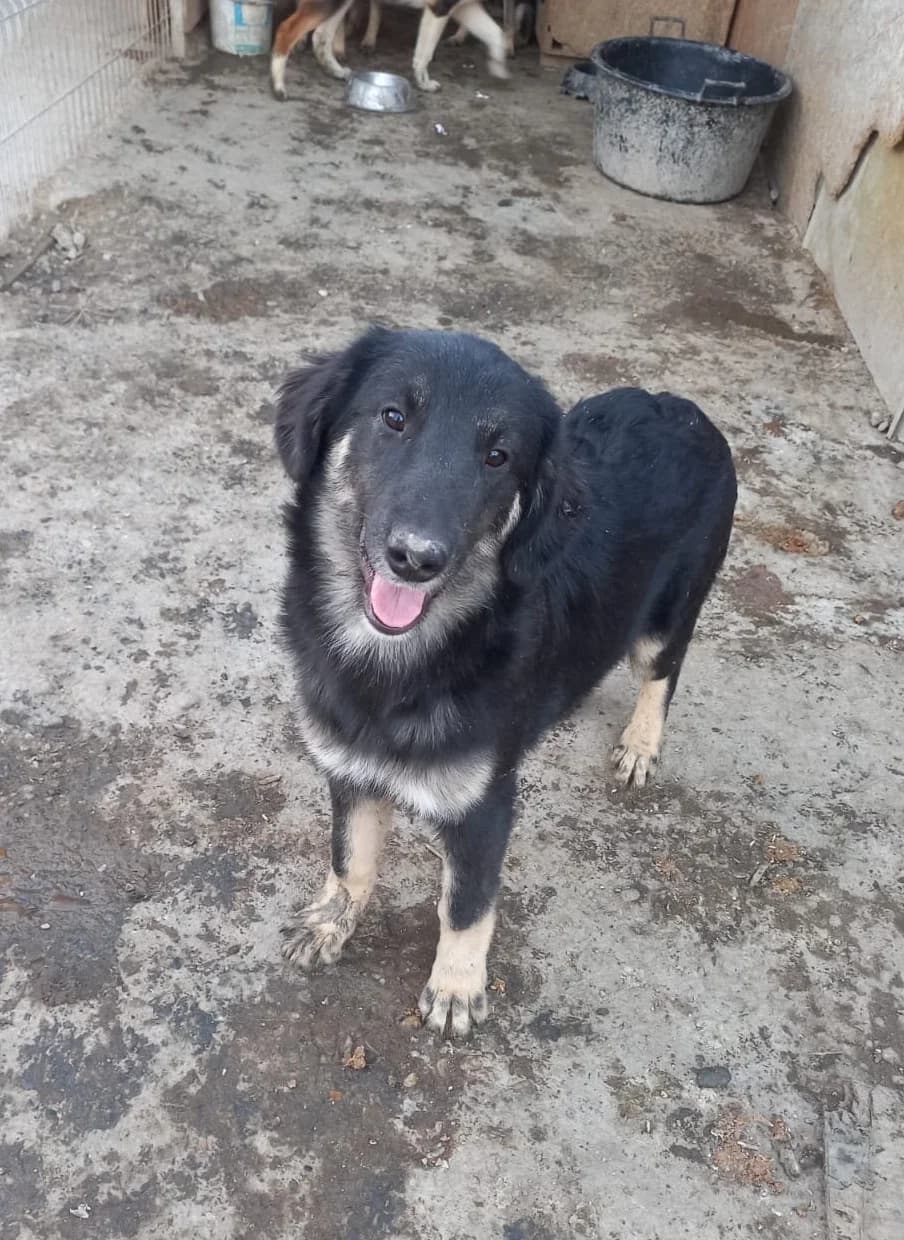 Lena, female young Mixed Breed for adoption at Tierschutzverein Labus Family e.V.