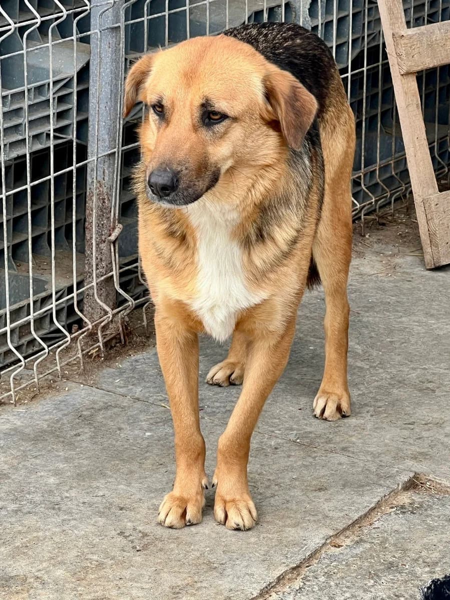 Leon, male 4yo Mixed Breed for adoption at Tierschutzverein Labus Family e.V.
