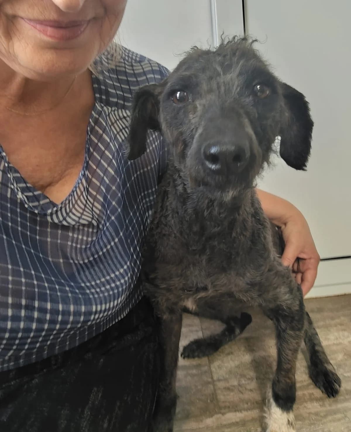 Leonie, female young Mixed Breed for adoption at Tierschutzverein Labus Family e.V.