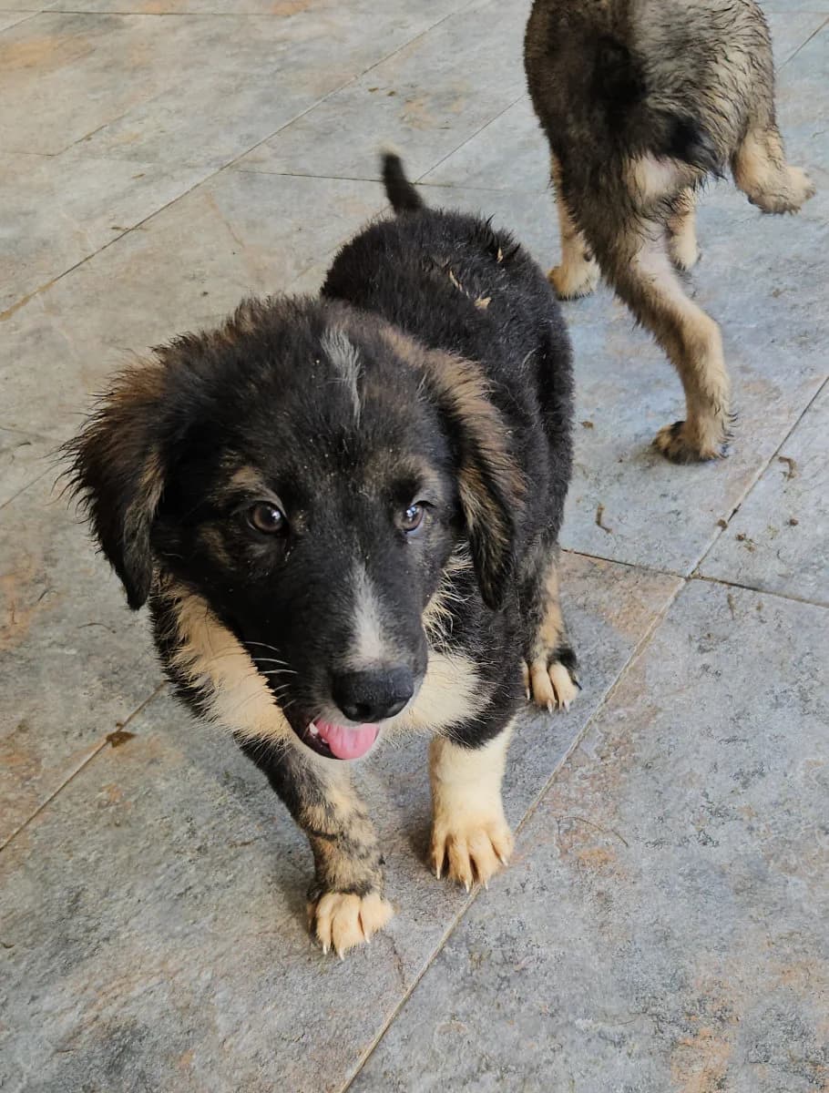 Levi, male young Mixed Breed for adoption at Tierschutzverein Labus Family e.V.