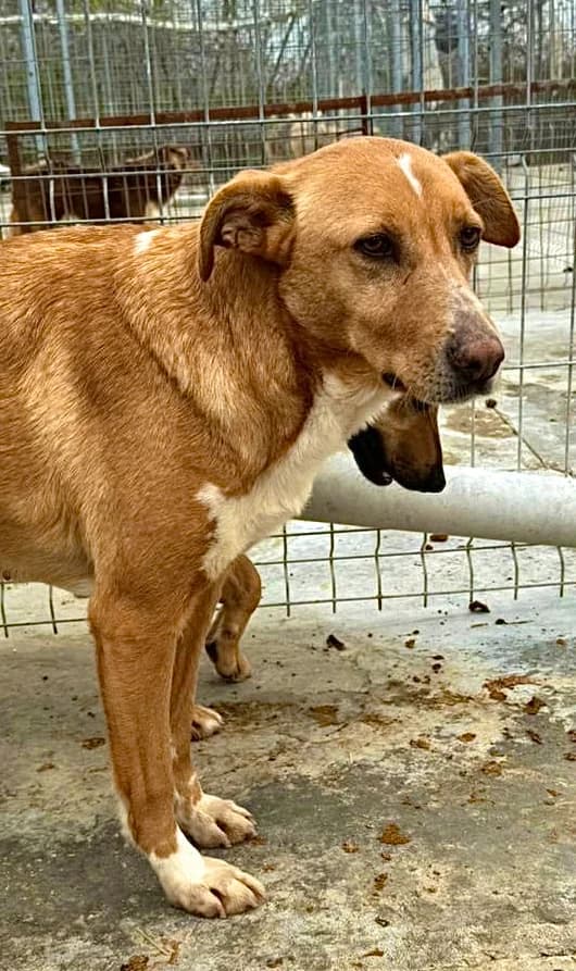 Lexa, female Mixed Breed for adoption at Tierschutzverein Labus Family e.V.