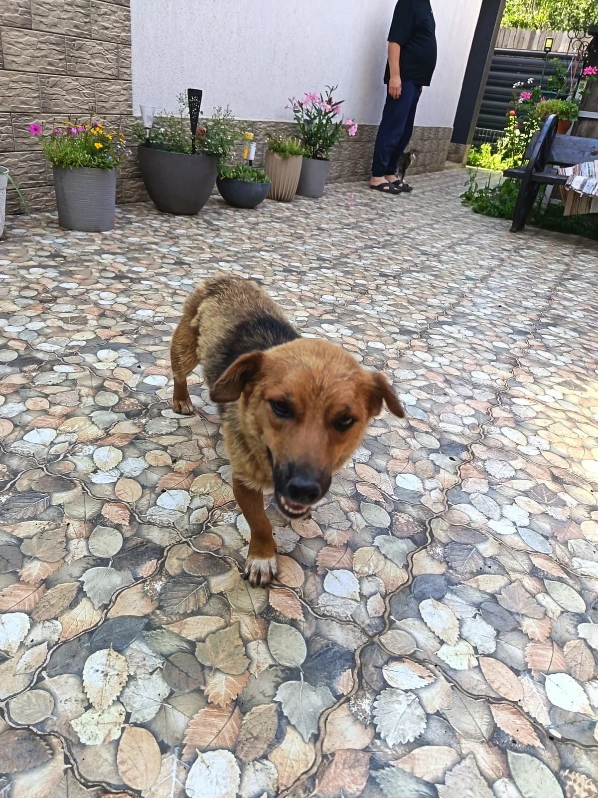 Lilu, female young Mixed Breed for adoption at Tierschutzverein Labus Family e.V.