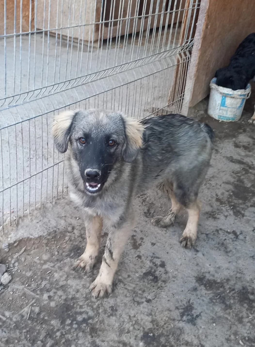 Liviu, male young Mixed Breed for adoption at Tierschutzverein Labus Family e.V.