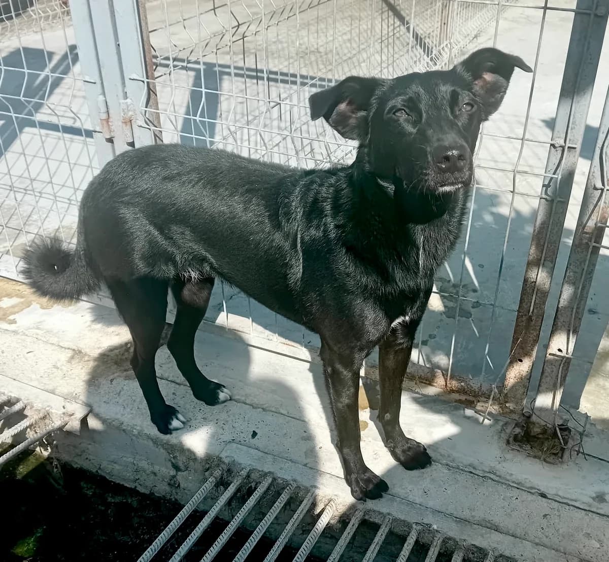 Lora, female 5yo Mixed Breed for adoption at Tierschutzverein Labus Family e.V.