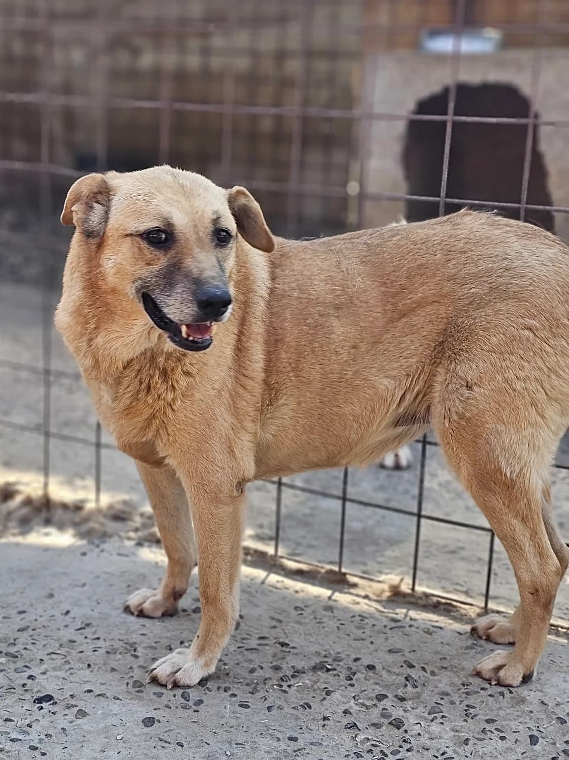 Lotte, female senior Mixed Breed for adoption at Tierschutzverein Labus Family e.V.