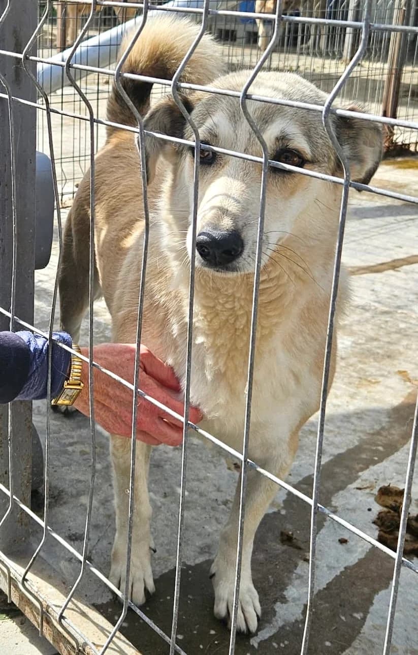 Lotti, female senior Mixed Breed for adoption at Tierschutzverein Labus Family e.V.