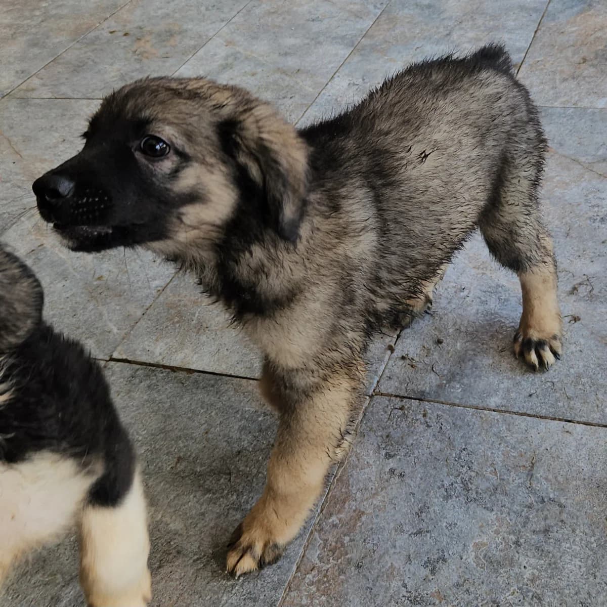 Lucie, female young Mixed Breed for adoption at Tierschutzverein Labus Family e.V.