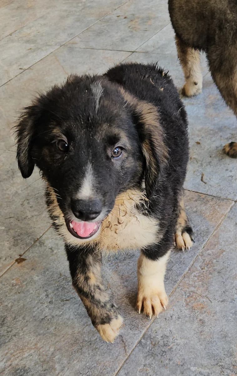 Lucio, male young Mixed Breed for adoption at Tierschutzverein Labus Family e.V.