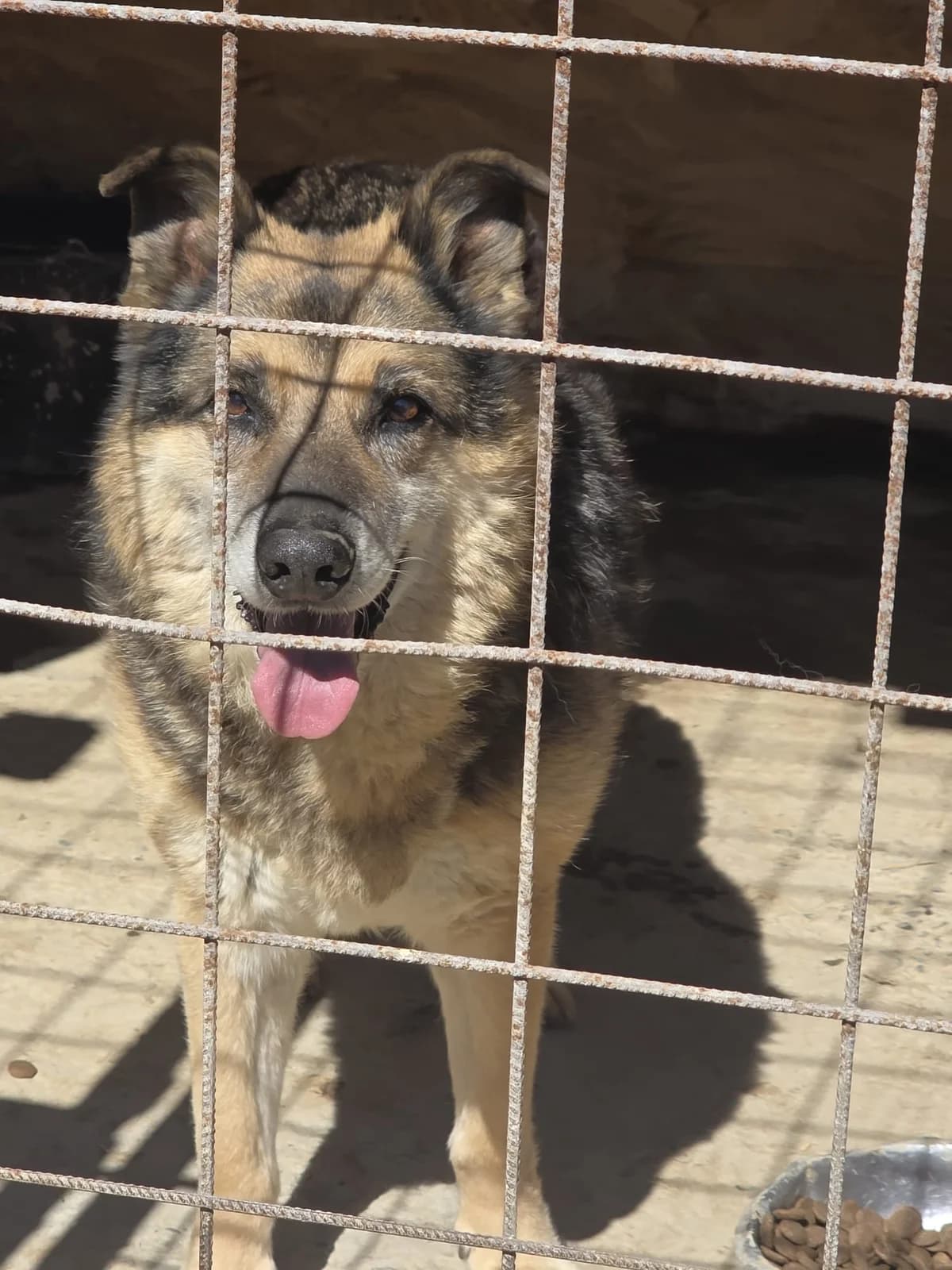 Lucky, male senior Mixed Breed for adoption at Tierschutzverein Labus Family e.V.