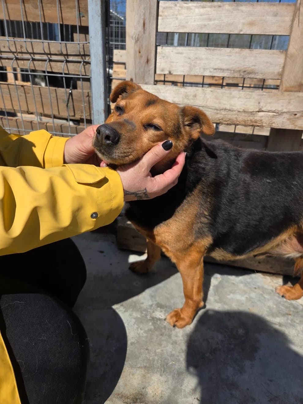 Lucy, female senior Mixed Breed for adoption at Tierschutzverein Labus Family e.V.