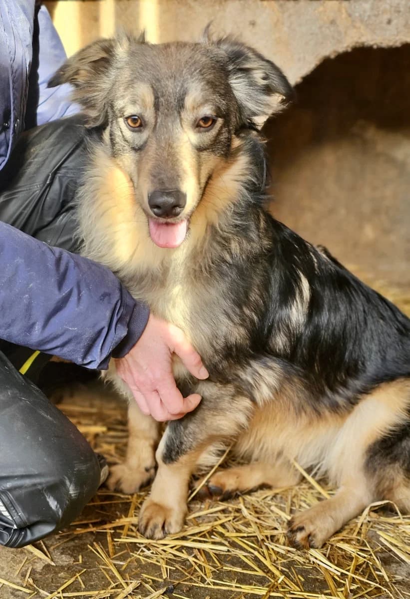 Luise, female young Mixed Breed for adoption at Tierschutzverein Labus Family e.V.