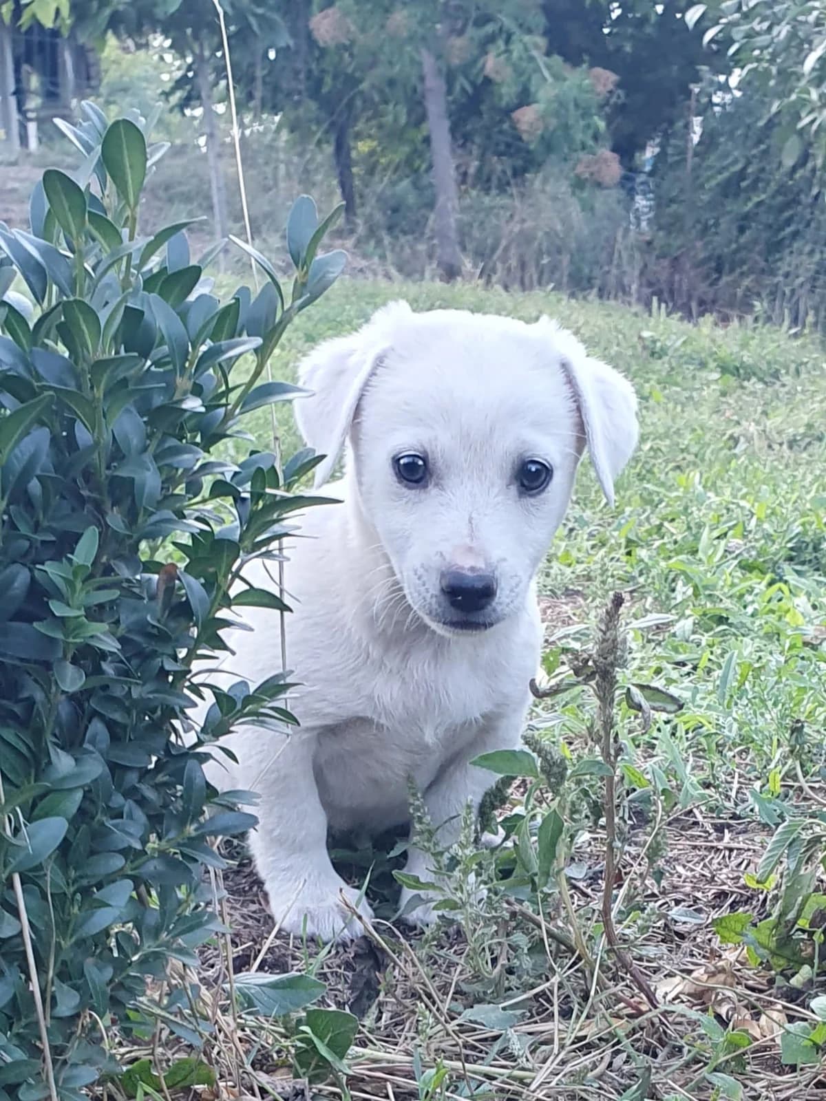 Lumiere, male puppy Mixed Breed for adoption at Tierschutzverein Labus Family e.V.
