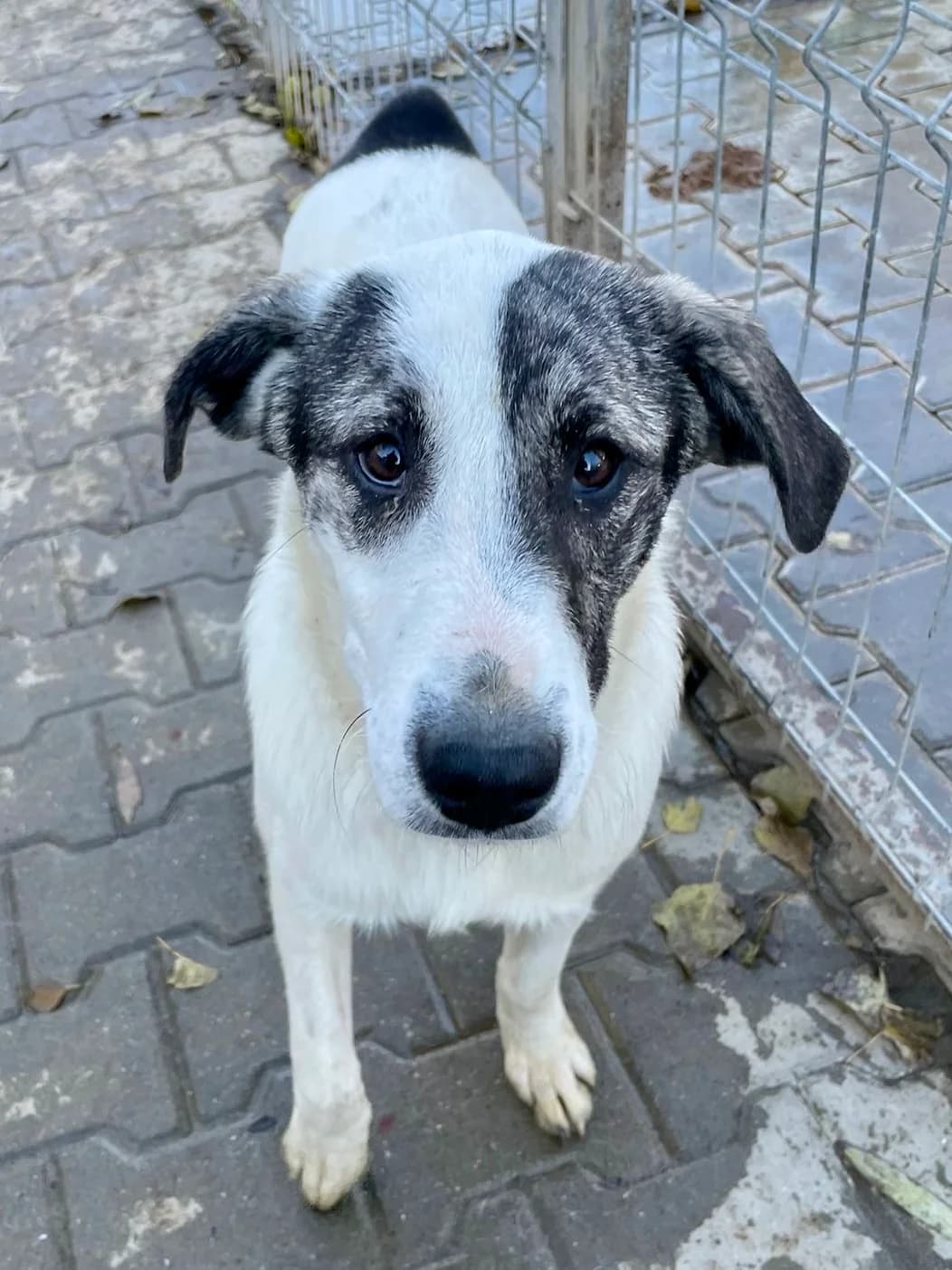 Luno, male young Mixed Breed for adoption at Tierschutzverein Labus Family e.V.
