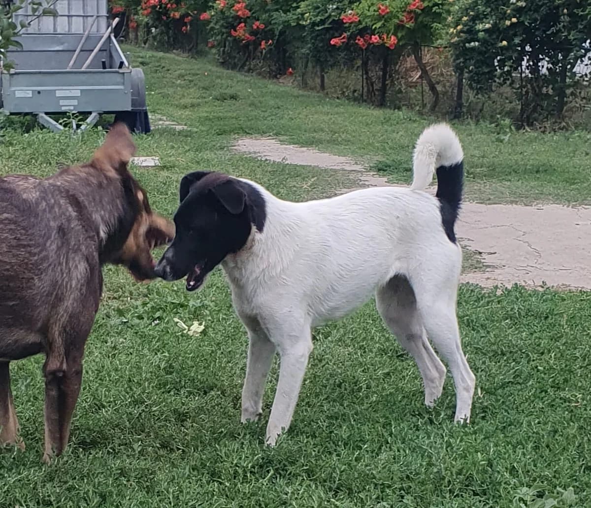 Lusa, female young Mixed Breed for adoption at Tierschutzverein Labus Family e.V.