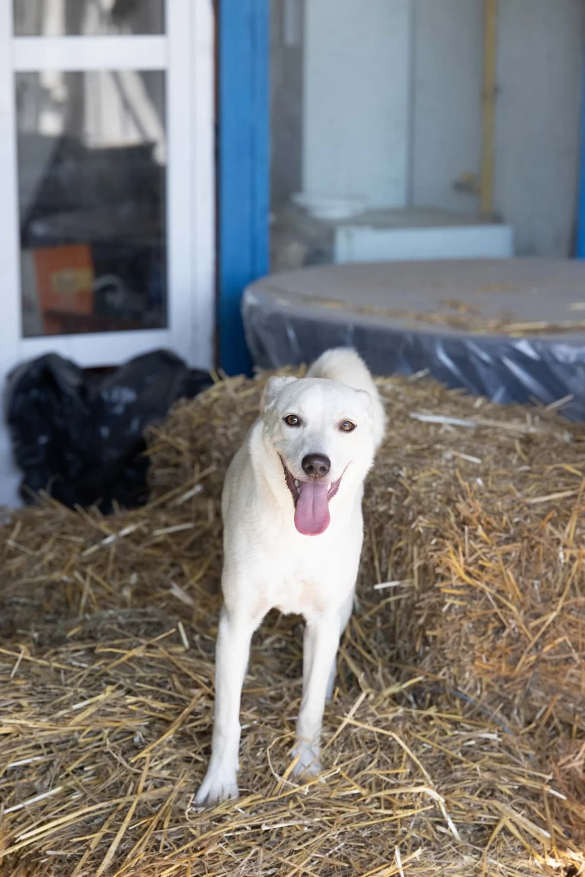 Mable, female young Mixed Breed for adoption at Tierschutzverein Labus Family e.V.