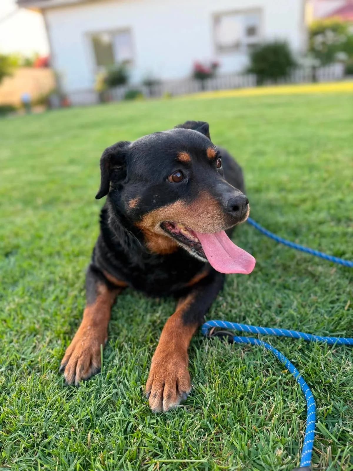 Madame Moppelot, female senior Mixed Breed for adoption at Tierschutzverein Labus Family e.V.