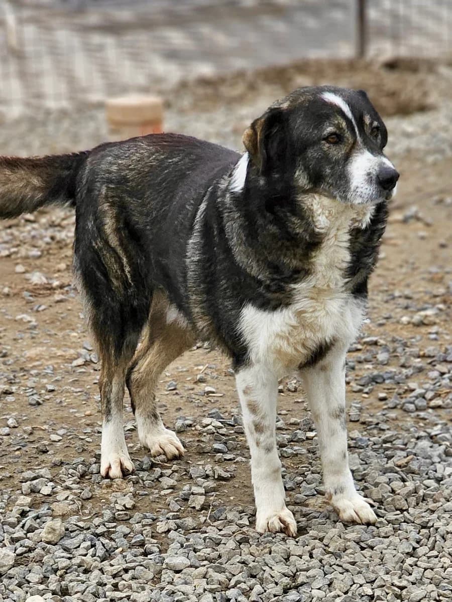 Malone, male 7yo Mixed Breed for adoption at Tierschutzverein Labus Family e.V.