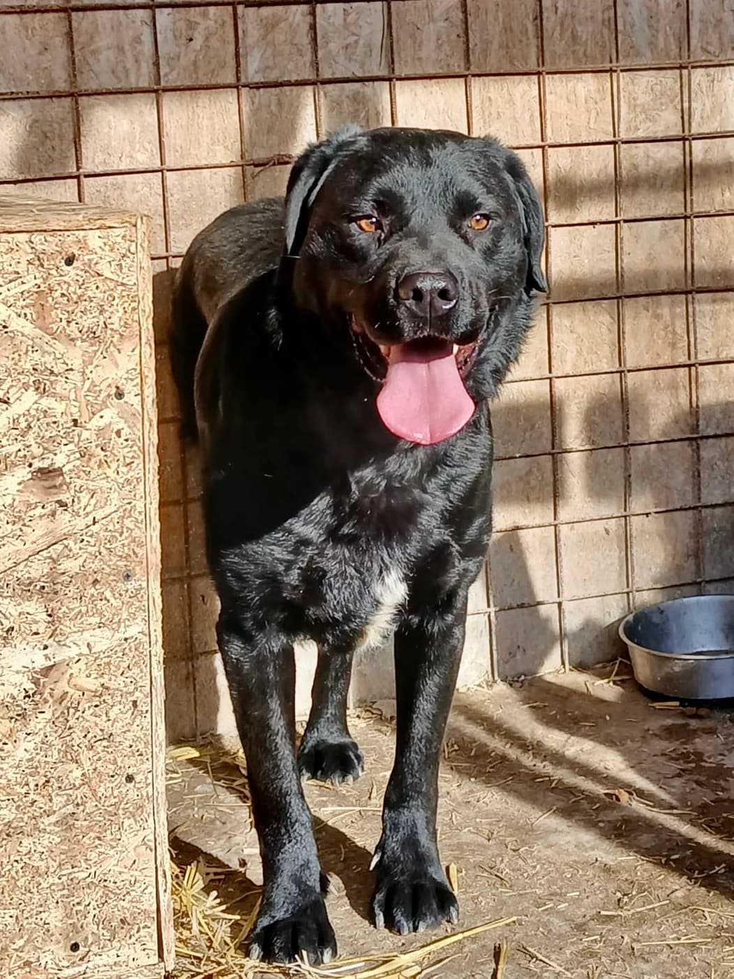 Manny, male 4yo Mixed Breed for adoption at Tierschutzverein Labus Family e.V.
