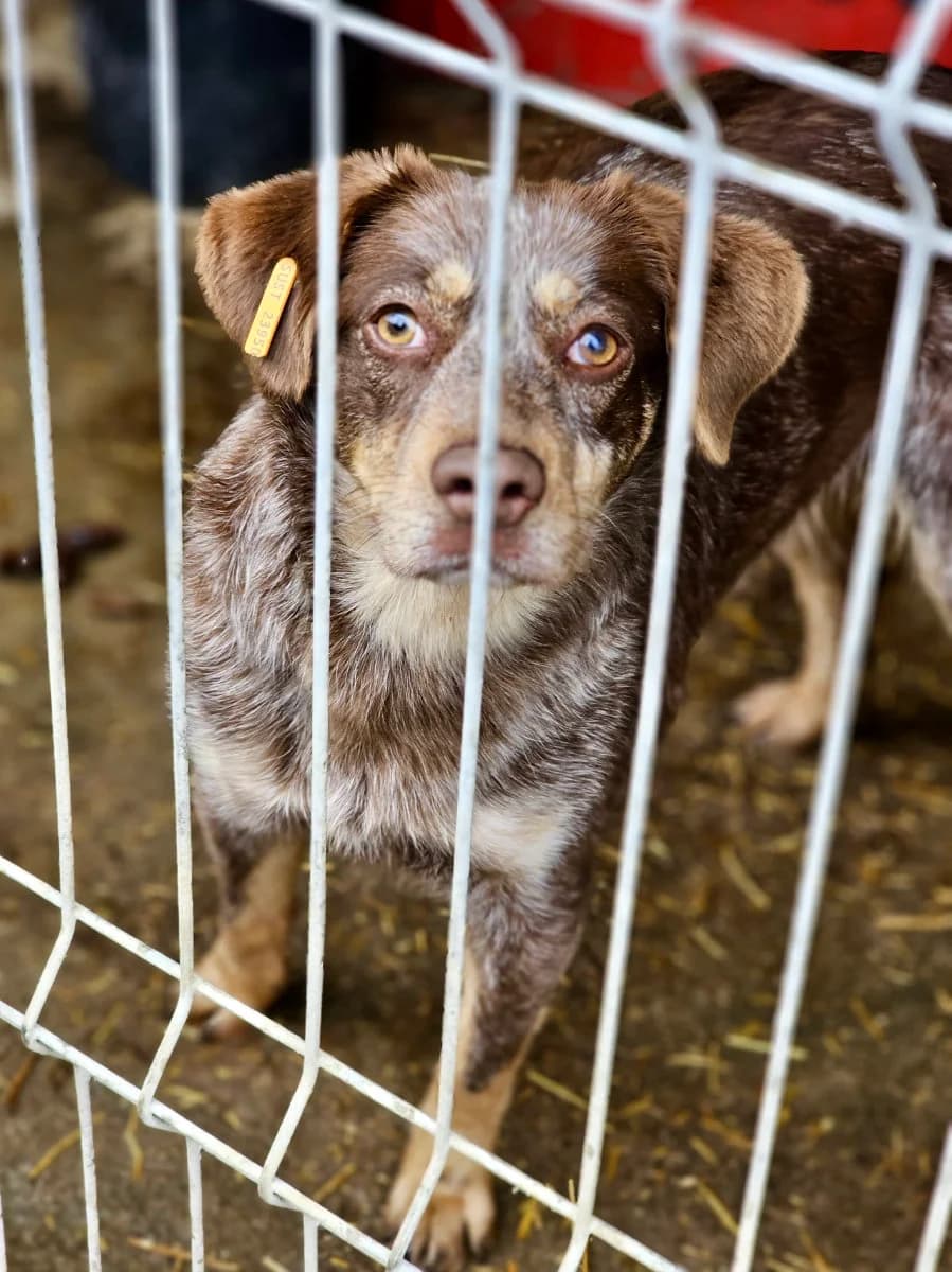Marona, female 3yo Mixed Breed for adoption at Tierschutzverein Labus Family e.V.