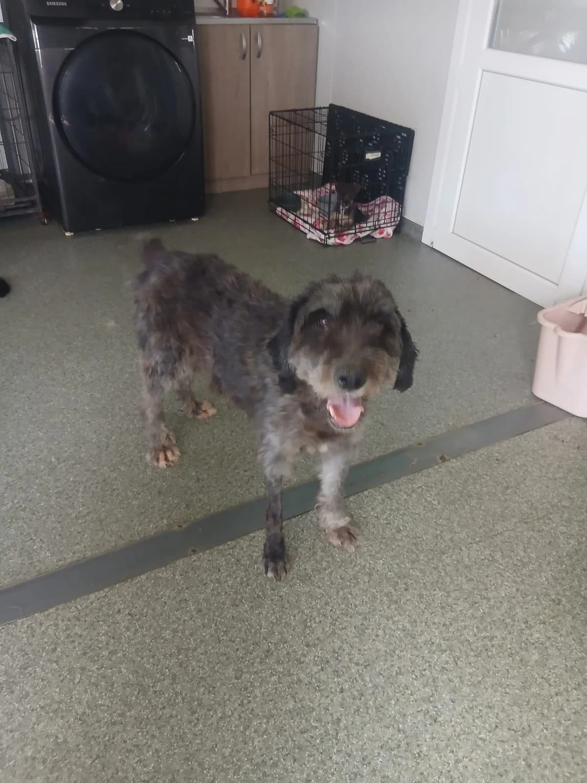 Marron, female senior Mixed Breed for adoption at Tierschutzverein Labus Family e.V.